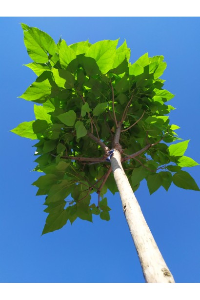 Катальпа кулеподібна Нана - вис.2,5-2,7м/штамб 2,2-2,3м/обх.стовбура10-12см/Øкрони50-60см